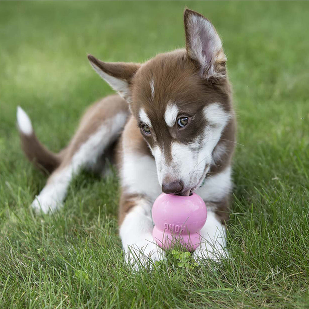 KONG easy treat puppy