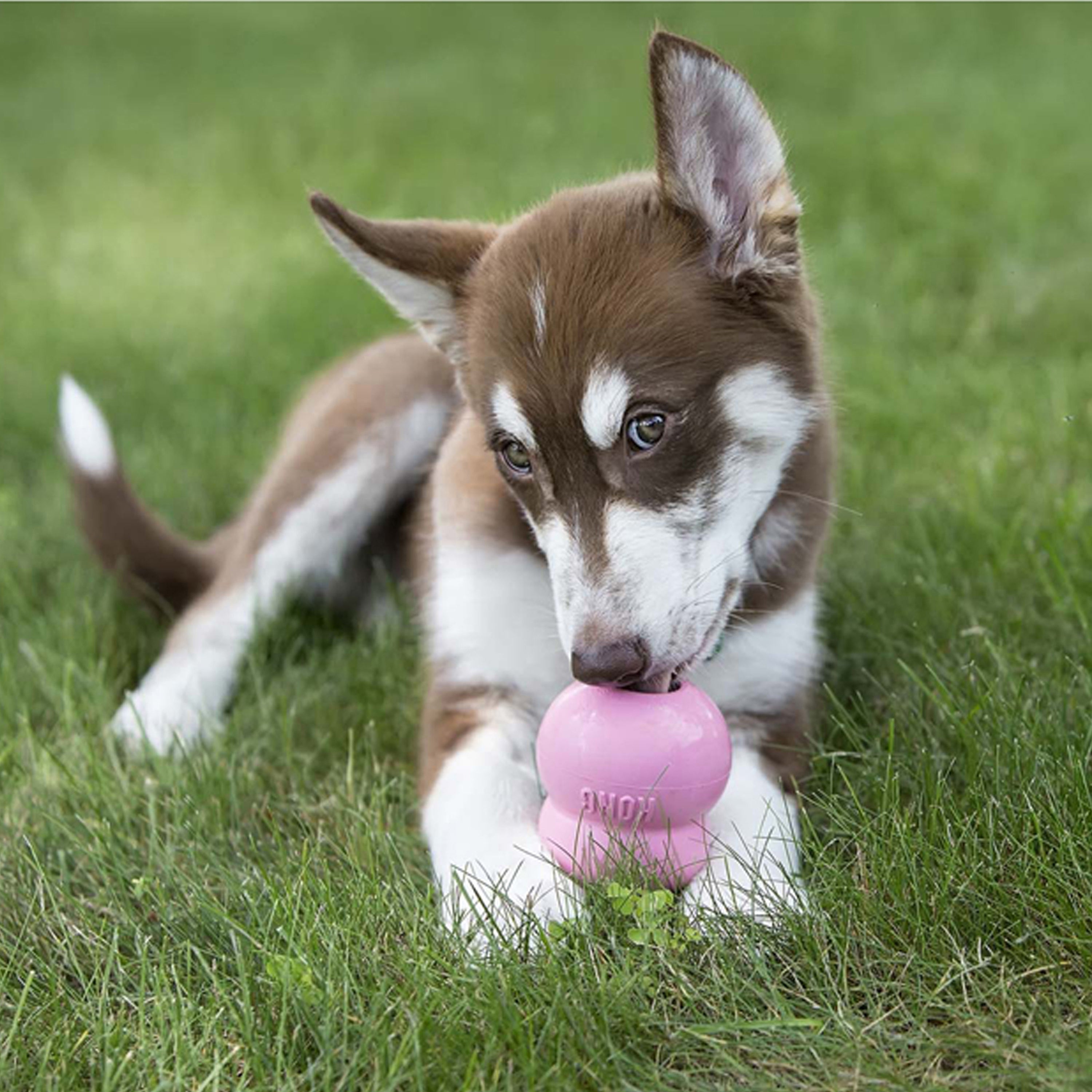 KONG easy treat puppy
